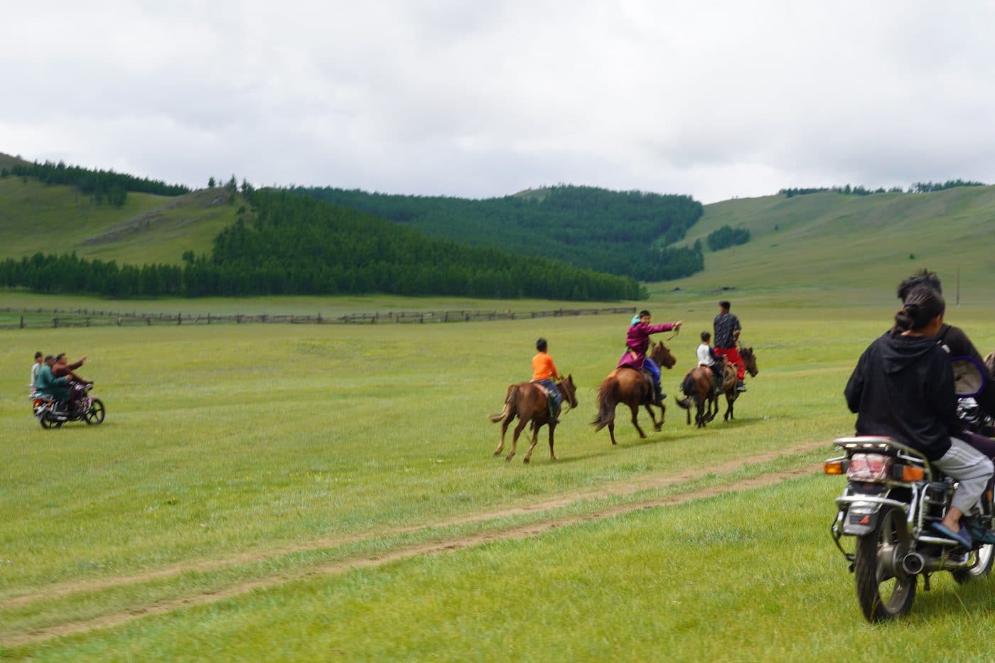 horses, naadam