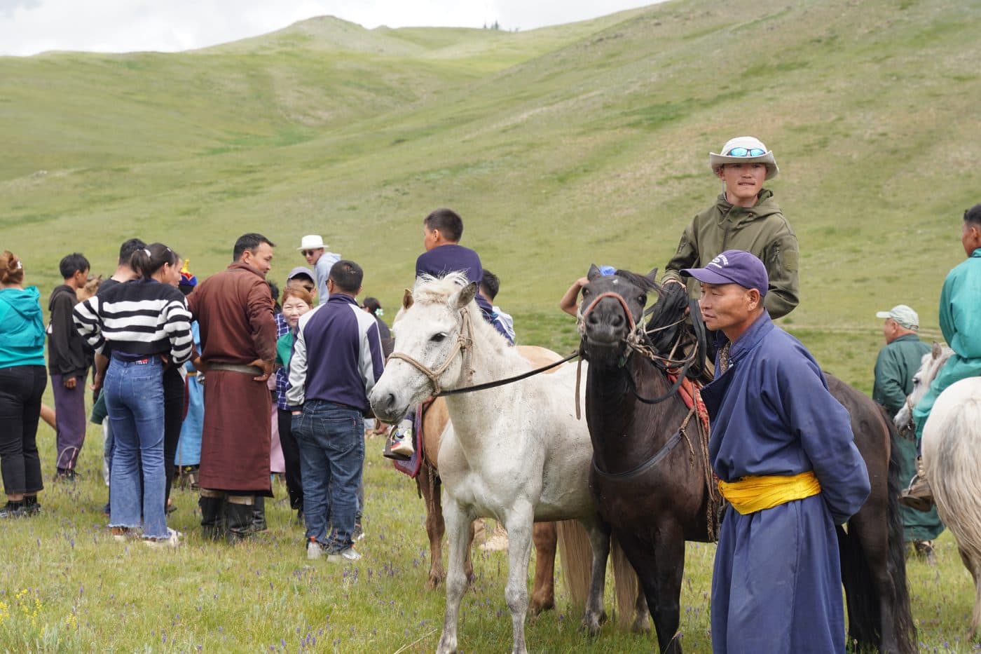 horses